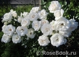 Aspirin Rose Aspirin Rose