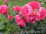 Rosarium Uetersen Rosarium Uetersen