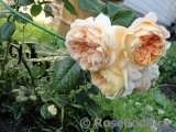 Crown Princess Margareta® Crown Princess Margareta®