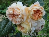 Crown Princess Margareta® Crown Princess Margareta®
