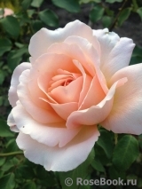 Chandos Beauty Chandos Beauty