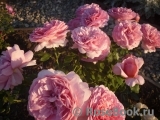 Princess Alexandra of Kent Princess Alexandra of Kent