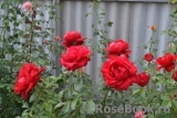 Red Abundance Red Abundance