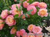 Briosa ® Briosa ®