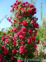 Excelsa Excelsa