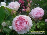 The Wedgwood Rose The Wedgwood Rose