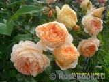 Crown Princess Margareta® Crown Princess Margareta®