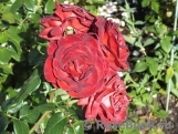 Terracotta ® Terracotta ®