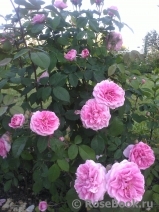 Gertrude Jekyll Gertrude Jekyll
