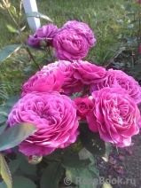 Heidi Klum Rose Heidi Klum Rose