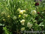 Golden Border Golden Border