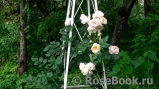 Uetersener Klosterrose Uetersener Klosterrose