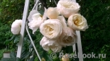 Uetersener Klosterrose Uetersener Klosterrose