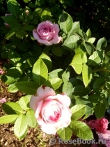 Vicomtesse de Curel Vicomtesse de Curel