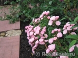 Heavenly Pink Heavenly Pink