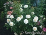 Chandos Beauty Chandos Beauty
