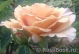 Julia's Rose Julia's Rose
