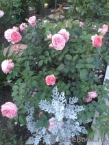 Abraham Darby Abraham Darby