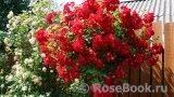 Rouge Meillandecor Rouge Meillandecor