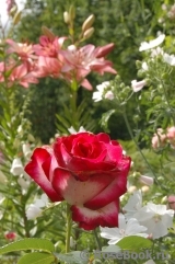 Fair Lady Fair Lady