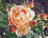 Lady of Shalott Lady of Shalott