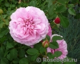 Princess Alexandra of Kent Princess Alexandra of Kent