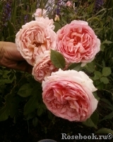 Abraham Darby Abraham Darby