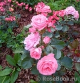 Rosali 83 ® Rosali 83 ®