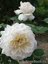 Crocus Rose® Crocus Rose®