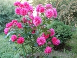 Rosarium Uetersen Rosarium Uetersen