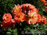 Westerland Westerland