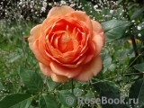 Lady of Shalott 