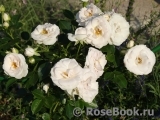 Aspirin Rose Aspirin Rose