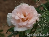 A Whiter Shade Of Pale A Whiter Shade Of Pale