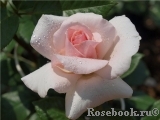 A Whiter Shade Of Pale A Whiter Shade Of Pale