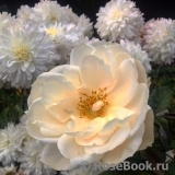 Lions Rose Lions Rose