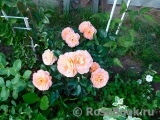 Rosemary Harkness Rosemary Harkness