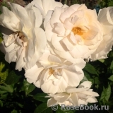 Lions Rose Lions Rose