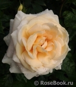 Lions Rose Lions Rose