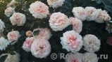 Garden of Roses Garden of Roses