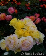 Golden Border Golden Border
