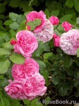 Baronesse Baronesse