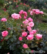 Tickled Pink Tickled Pink