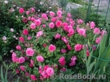 Rosarium Uetersen Rosarium Uetersen