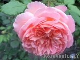Jubilee Celebration® Jubilee Celebration®