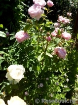 The Alnwick Rose The Alnwick Rose