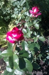 Fair Lady Fair Lady
