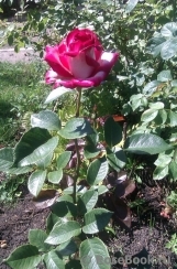 Fair Lady Fair Lady