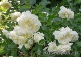 White Meidiland White Meidiland