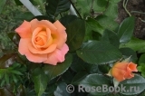 Rosemary Harkness Rosemary Harkness
